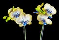 Yellow branch orchid flowers, vase, flowerpot, Orchidaceae, Phalaenopsis known as the Moth Orchid, abbreviated Phal. Royalty Free Stock Photo