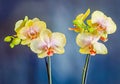 Yellow branch orchid flowers, vase, flowerpot, Orchidaceae, Phalaenopsis known as the Moth Orchid, abbreviated Phal. Royalty Free Stock Photo