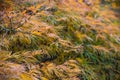 Yellow tree Acer palmatum is close, soft focus