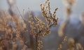 Yellow branches Royalty Free Stock Photo