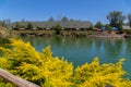 Yellow branches of juniper on the shore of the lake on a clear day