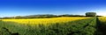 Yellow brassica rapa field Royalty Free Stock Photo