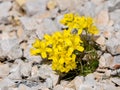 A yellow brassicaceae in the austrian alps