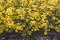 Yellow brassicaceae