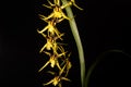 Yellow Brassidium orchid against a black background Royalty Free Stock Photo