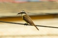 Yellow brazilian bird (Pitangus sulphuratus) with a stick in its beak