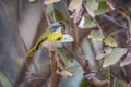 Yellow breasted Apalis in Kruger National park, South Africa Royalty Free Stock Photo