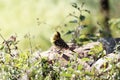 Yellow Breasted Barbet, Trachyphonus margaritatus, on a rock in East Africa