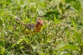 Yellow-breasted Barbet - Trachyphonus margaritatus