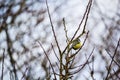 Yellow Breasted Blue Tit, a little bird sitting on the tree branches Royalty Free Stock Photo