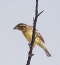 Yellow-breasted Bunting