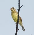 Yellow-breasted Bunting