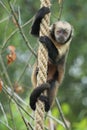 Yellow-breasted capuchin