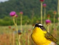 Yellow-Breasted Chat Royalty Free Stock Photo