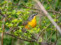 Yellow-breasted Chat