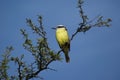 Yellow breasted chat Royalty Free Stock Photo
