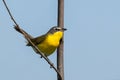A Yellow-Breasted Chat Perched on a Branch, Isolated Blue Sky Background Royalty Free Stock Photo