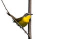 A Yellow-Breasted Chat Perched on a Branch, Isolated on a White Background Royalty Free Stock Photo