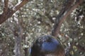 A Yellow-breasted Chat drinking from a unique fountain, 1.