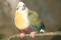 Yellow-breasted fruit dove