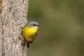 Yellow Breasted Robin NSW Australia