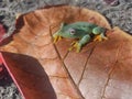 Yellow-breasted tree frog basking in the sun Royalty Free Stock Photo