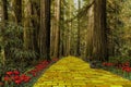 Yellow Brick Road leading through a forest