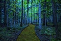 Yellow Brick Road leading through a spooky dark forest Royalty Free Stock Photo