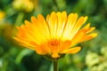 Yellow bright chamomile in garden on sunny day outdoors, side view, close-up. Macro photo of daisy, flower theme, spring time. Royalty Free Stock Photo