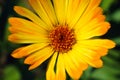 Yellow bright chamomile in garden on sunny day outdoors, top view. Close-up of wild flower. Macro photo of daisy. Spring time Royalty Free Stock Photo