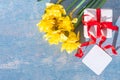 Yellow bright daffodils, white gift box with red ribbon and blank white card on blue wooden background. Royalty Free Stock Photo
