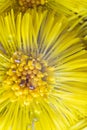 Yellow bright flower of Coltsfoot, Tussilago farfara with drop of water for medecine, botanic, cosmetic design. Wild