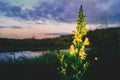 Yellow bright flower in the fall in the foreground Royalty Free Stock Photo