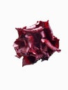 dark red hibiscus flower bud in white background Royalty Free Stock Photo