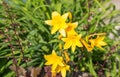 Yellow bright flowers, citron day-lily or long yellow day-lily