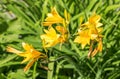 Yellow bright flowers, citron day-lily or long yellow day-lily