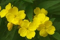 Yellow bright flowers of evening primrose OenothÃÂ©ra with green leaves  in the garden Royalty Free Stock Photo