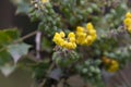 Yellow bright flowers of mahonia (Mah nia aquif lium). Shrub mahonia of barberry family in full bloom.