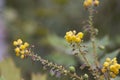 Yellow bright flowers of mahonia (Mah nia aquif lium). Shrub mahonia of barberry family in full bloom.