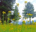 Yellow bright flowers of mustard plant in the field