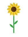 Yellow bright geometric sunflower flower, isolated, vector illustration Royalty Free Stock Photo