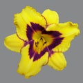 Yellow bright graceful lily with a purple core isolated on a very gray background.