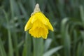 YELLOW BRIGHT LONEY DAFFODIL AMONGST THE GRASS