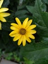 Yellow bright multi-petaled flower