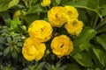 Yellow Bright Ranunculus Asiaticus or Rimmed Persian Buttercup Flower Outdoors In Garden Royalty Free Stock Photo
