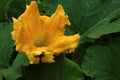 Yellow bright squash flower on green background