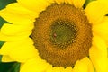 yellow bright sunflower stands Royalty Free Stock Photo