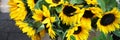 Yellow bright sunflowers on the local market. Beautiful bouquet for five euros.. Banner Royalty Free Stock Photo
