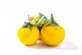 Yellow brinjal plant on white background Royalty Free Stock Photo