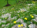 Yellow bristly hawkbit (Leontodon hispidus) flowers Royalty Free Stock Photo